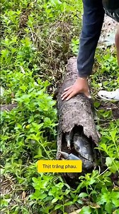 Bạn đã thấy tận mắt bao nhiêu loại cua