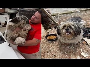 Rescuing a Shih Tzu from Long-Term Neglect and Giving Him a New Chance at Life#rescue #dog #animals