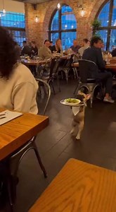 A Woman Sits Shocked at Her Restaurant Table as a Tiny Sneaky Pup Pops Up Behind Her Chair, Peeking Out Like a Secret Dinner Guest Crashing the Date Night. With wide eyes and perfect timing, this little four-legged troublemaker turns a calm evening meal into a hilarious, viral-worthy surprise moment. #SneakyDog #FunnyDogMoment #RestaurantSurprise #ViralPets #DogLife #CuteChaos #PetLovers | Alex Pets