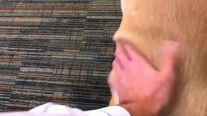 2.1K views · 95 reactions | People often wonder what happens to our dogs who don’t become Leader Dogs. Many get a career change! Take a minute to meet Bella, a career-changed dog who is now a resident at Fleischman Jewish Senior Living. | Leader Dogs for the Blind | Facebook