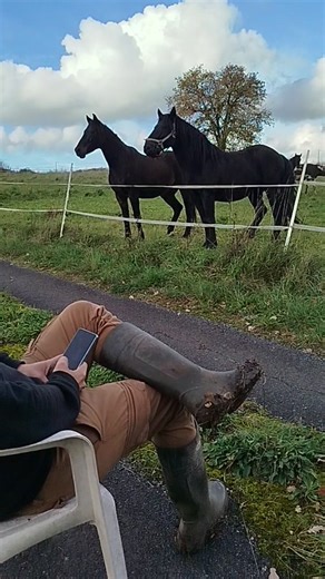 88K views · 1.5K reactions | Quand Imhotep et Go entendent un hennissement de cheval sur le portable et qu'ils répondent (on remarquera la synchronisation parfaite de leurs mouvements)  On entend même les chevaux des voisins au loin qui partagent la conversation 藍 | Alex et Ses Drôles de Chevaux | Facebook