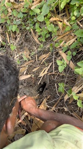 How to catch eel from dry hole in a pond?