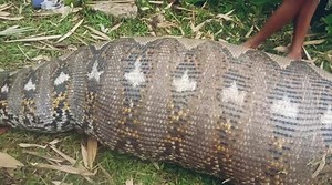 Suspected human-eating 7m python has its stomach cut open in Indonesia