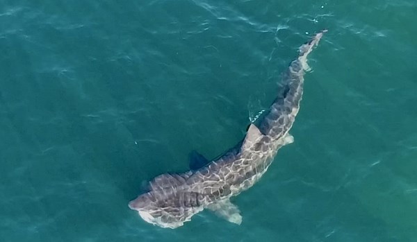 10 metre Basking shark spotted off Lendalfoot Beach, in Girvan, Scotland.