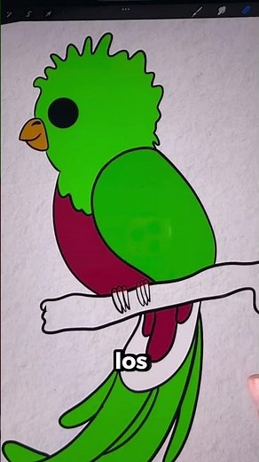 Day #8 how to draw the Quetzal/ National Bird of Guatemala🇬🇹 #Guatemala #Quetzal #nationalbird #art
