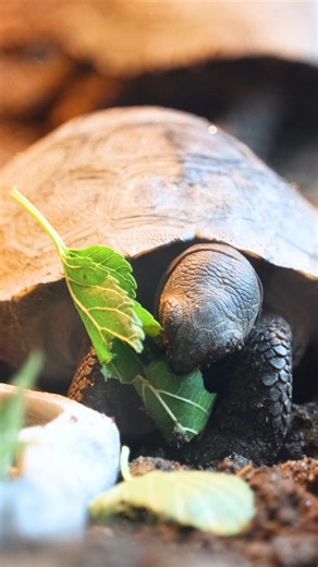 Lunch time with the boys! 🐢🍃 Our three male Galapagos tortoise hatchlings are all eating and growing larger each week. On sunny days, make sure to catch them soaking up the natural light outside the Reptile and Amphibian house in the Reptile Exercise Yard! 😎 | Philadelphia Zoo