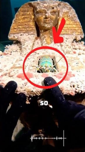 AMAZING SEA CREATURE🦐🦐