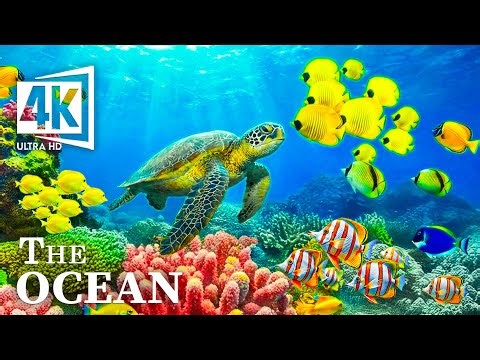 Epic Ocean Adventure 4K ULTRA HD – Dive into an Amazing Underwater Universe