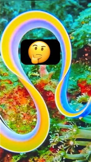 Underwater creatures #meditationmusic #viral #ytstudioes #trending #travel #nature