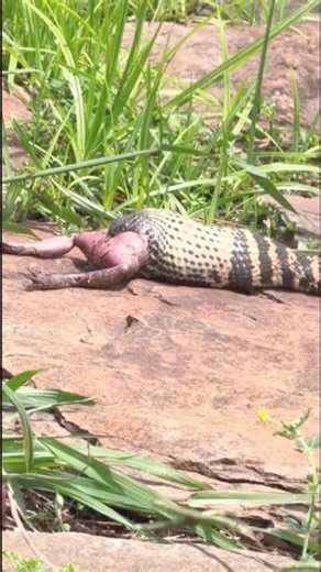 cobra attacks frog and swallows it