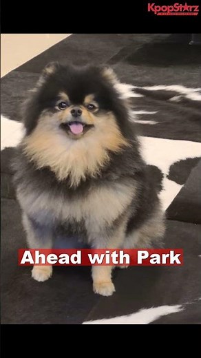 BTS V Mourns Passing of Beloved Dog Yeontan with Heartfelt Tribute