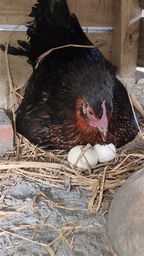 Egg Laying & Mother Care 🥚🐔 #shorts