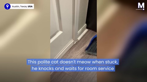 Stuck polite cat knocks and waits for room service