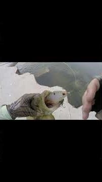 This TINY Swimbait is a Killer for Smallmouth Bass!