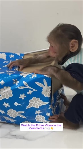 Cubis collapses hilariously after receiving his new automobile from his father!.....#monkeyLala #Monkeykaka #Cubismonkey #expore #trending #monkeyBibi #monkeyCUTIS | Monkey TV