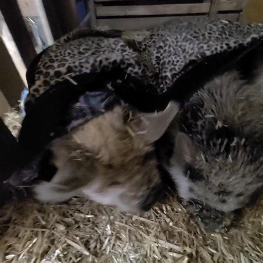 Borus, Banjo and Wilbur getting tucked in after being in the rain and snow. Silly boys! | Polly the Performing Princess Pig