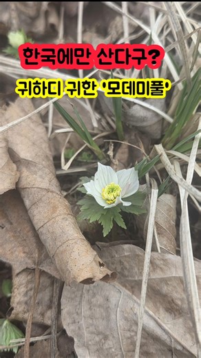 한국에만 산다구? 귀하디귀한 '모데미풀' #모데미풀 #광덕산 #야생화 #봄꽃 #koreanflowers #오르막길 #윤종신 #정인