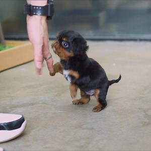 Ladies and Gentlemen salut Charles the mini king💙 | MetDaan Animals