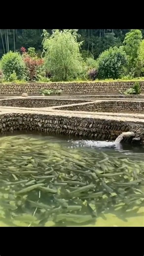 ఈ **"సాల్ట్ బాత్" (Salt Bath)** అనేది ఒక లైఫ్ సేవింగ్ ట్రీట్‌మెంట్ లాంటిది.