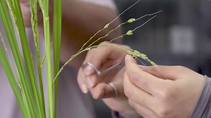As Japan rice shortage bites, farmers test heat-resistant crops