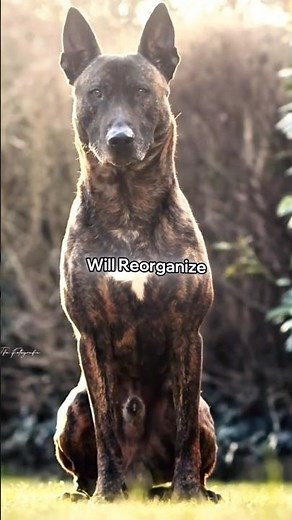 The Dutch Shepherd: A Ninja in Brindle Stripes