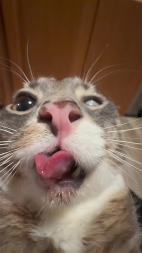 i can’t stop making these #fyp #rigbycat #catsoftiktok #catcontent #blep