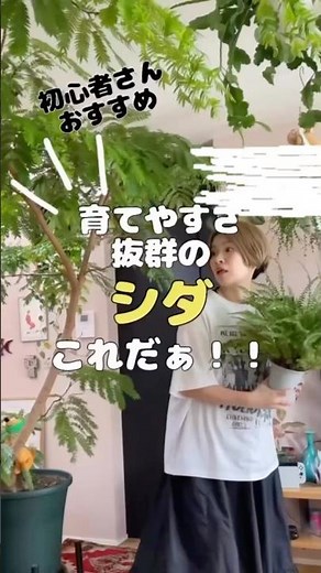 育てやすさ抜群のシダは！？#観葉植物#植物のある暮らし #観葉植物初心者 #plants