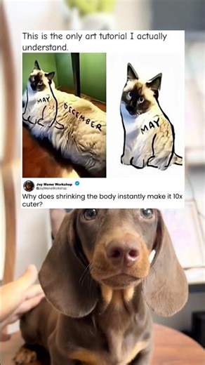 This Cat Drawing Tutorial Is Actually Pure Genius 🐱 #memes #funny #pets