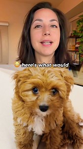 Cavoodle owners need to see this 😳 They have high intelligence in a small body. Without mental stimulation: separation anxiety, neediness, destructive behavior. This motion-activated toy addresses it: 🧠 Adapts to their energy & plays with them ⚡ Provides cognitive challenges their intelligence demands 💪 Chew-proof for persistent chewers They go from anxious to calm on the first day. Sale ends today. | TinyFetch