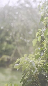 A mixture of plant oils, bacterial spores and ozone is responsible for the powerful scent of fresh rain. | Science Acumen