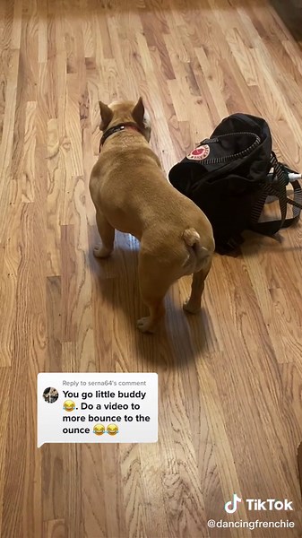 Reply to @serna64 She’s bouncing! #frenchiesoftiktok #frenchie #frenchbulldog #foryou #bounce