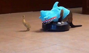 The week's best of the internet