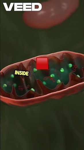 Giemsa Staining for Diagnosis #heamatology #giemsa #blood smear