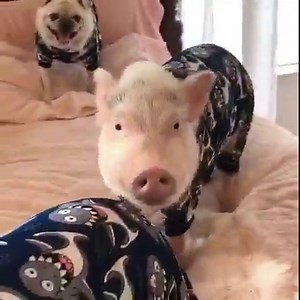 40K views · 3.6K reactions | PIG ATTACK! The calm before the feeding frenzy! Enjoying some shark cookies made for pets and staying in our jammies and watching Shark Week episodes this morning!麗 | Priscilla the Mini Pig | Facebook