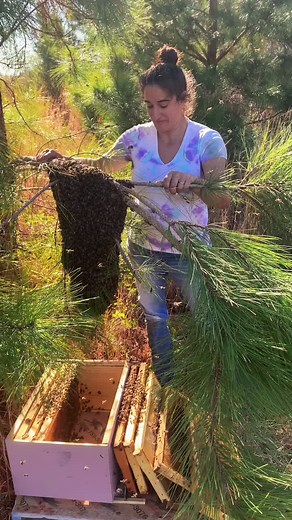 2021 Swarm Season: Understanding Honeybee Behavior