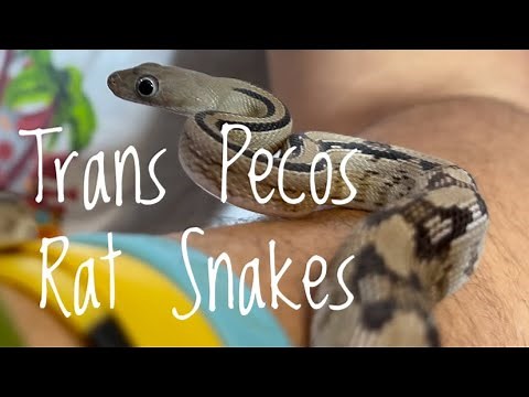 Species Spotlight- Trans-Pecos Rat Snakes