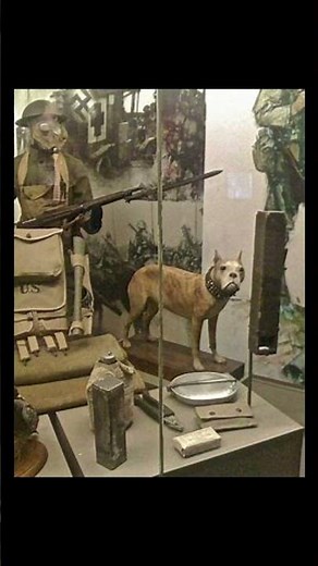 Meet Sergeant Stubby, the Dog Who Became a Sergeant in World War I. #shorts