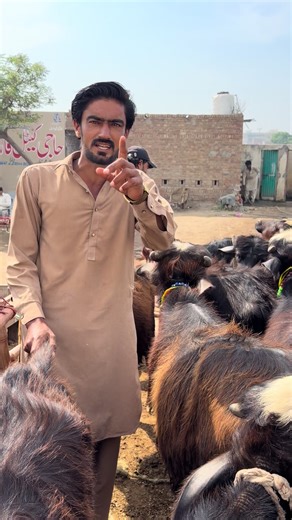 Big Offers in Katti Farming: Opportunities Awaits