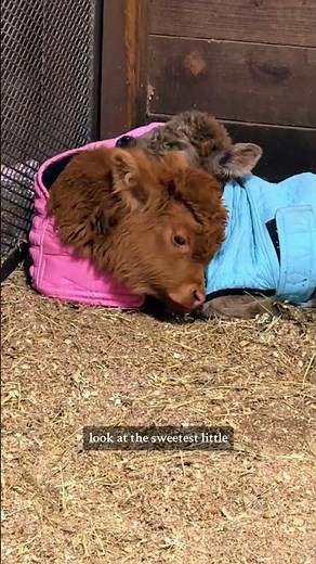 Throwback! Baby mini cows cuddle up before bedtime on the farm