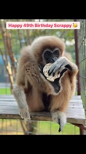 3.3K views · 50 reactions | Happy Birthday Scrappy 拾 Our mischievous...