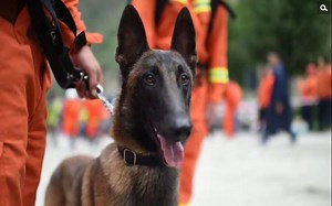 【微电影】《辛巴》——消防搜救犬的成长故事