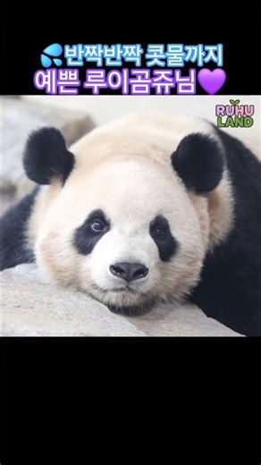 콧물마저 반짝반짝 예쁜 루이😆✨️💜#루이바오 #후이바오 #푸바오 #세컨하우스 #판다월드 #panda