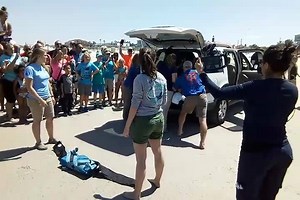 1.4K views · 52 reactions | Wow! What a site seeing another turtle recovery and release from the Marine Science Center in Ponce Inlet. An amazing highlight for the center's annual Turtle day. Maxwell the loggerhead sea turtle, weighing in at 200 lbs was released Saturday, April 28th to a crowd of hundreds gathered cheering him on. I apologize for the shaky video but it was a sight to see! | Hometown News Volusia | Facebook