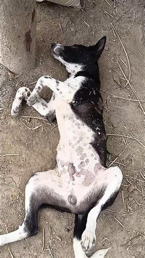 Funny Dog Video🤣Try To Not Laughter 🤣 #dog #dogshorts #dogs #funnyanimal #funnydogs