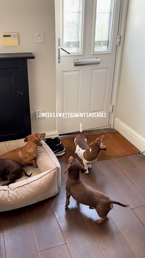 64K views · 4.4K reactions | The welcome home I’ve been dreaming about since I left for Australia 凉 Roo clearly has zero control over her bladder when she’s excited  It’s good to be back home refreshed and reset after spending 2 amazing weeks with my family and giving Grandad the best send off surrounded by everyone he loves. | Dash of Sausage | Facebook