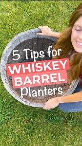 185K views · 6K reactions | 5 simple tips for whiskey barrel planters! This one was over 50lbs empty 勞 #pottedplants #planttherapy #planthacks #gardenhacks #whiskeybarrel #viral | nikkiplantsthings | Facebook