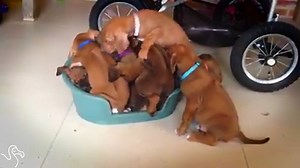Cutest puppy pile ever. | The Dodo