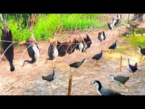 Traditional Bird Trap That Works Like Magic! Amazing Survival Skill #The_Bird_Kingdom