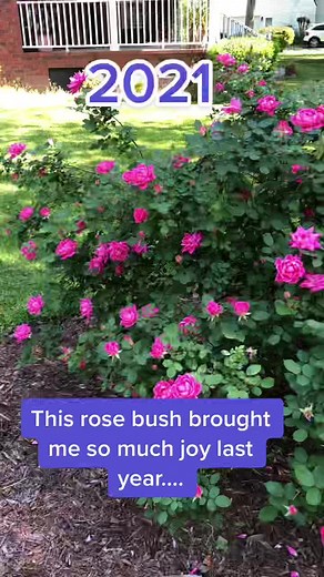 Understanding Herbicide Damage on Knockout Roses