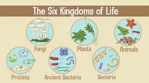 Six Kingdoms Life Animated Examples Organisms Stock Footage Video (100% Royalty-free) 1090587769 | Shutterstock